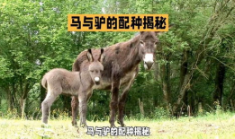驴交配视频,自然繁殖的奇妙瞬间