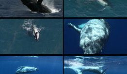 大鲸鱼视频,大鲸鱼视频带你领略海洋巨兽的壮丽世界